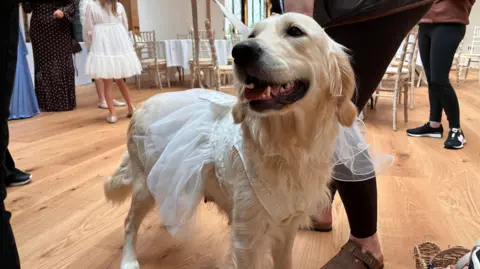 A pale golden retriever in a white wedding dress.