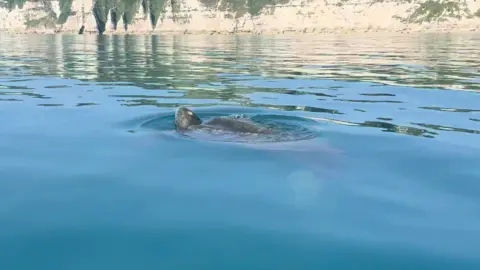 The leatherback turtle swims through the calm waters. It is holding its head out of the water. 