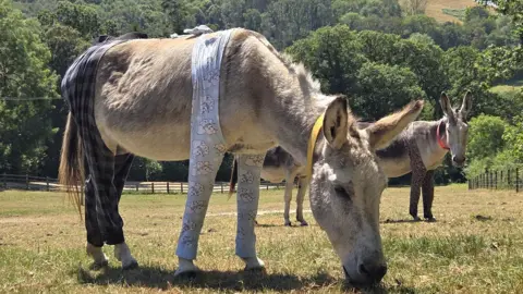 Two donkey's stood in a field wearing leggings on all four of its legs taken on a bright sunny day. There are a number of trees in the background. 