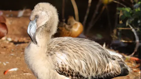 Juvenile flamingo chick at Paignton Zoo that escaped on Sunday