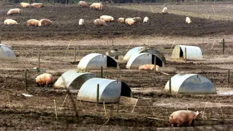 PA-Media Pigs in a field