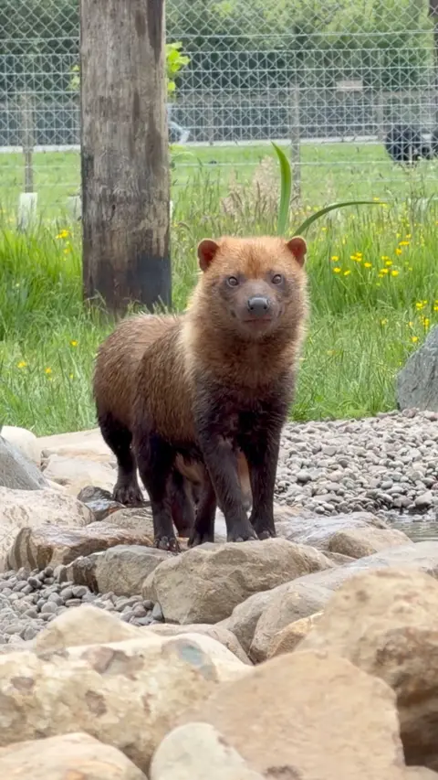 A small, stocky bush dog stands on rocks beside a shallow stream, its reddish‑brown coat contrasting with its dark legs. It looks alert and curious, framed by tall grass, yellow flowers, and the fencing of its enclosure. The scene feels calm and natural, like a quiet moment in a forest habitat.