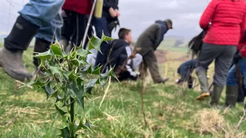 A holly sapling planted in the grass. Behind the sapling is a group of volunteers busy digging up the earth