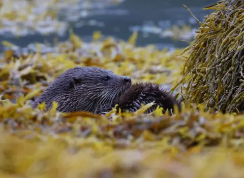 Paul Shaw A wild otter rests among golden-brown seaweed at the water’s edge. The close-up photograph shows the animal’s head and whiskers emerging from the seaweed, with calm water blurred in the background.
