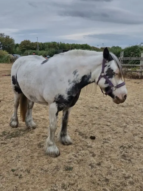 Carly Wilford A white and blaxck cob horse standing in a field