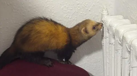 North Yorkshire Police A small ferret stands on the back of a dark red chair chair and appears to be sniffing a white-painted radiator on the wall. The ferret has golden-brown fur with a darker face and legs, small rounded ears, and bright eyes.