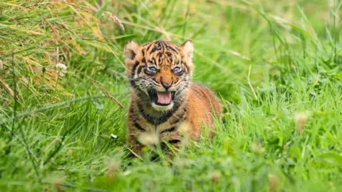 Megan Lee Photography The cub can be seen growling amongst some long grass. 