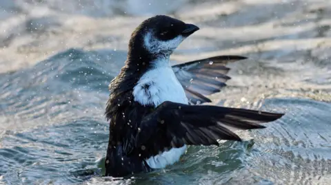 Getty Images A little auk emerges from water.
