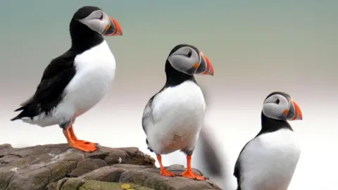 A generic view of puffins