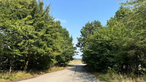 A narrow paved road surrounded by green trees under a bright blue sky. Sunlight shines through the leaves and the sky is blue. The road has overgrown edges.