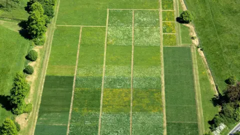 Rothamsted Research Aerial view of the Park Grass Experiment showing rectangular grassland plots separated by paths, with different shades of green and patches of yellow and white flowers