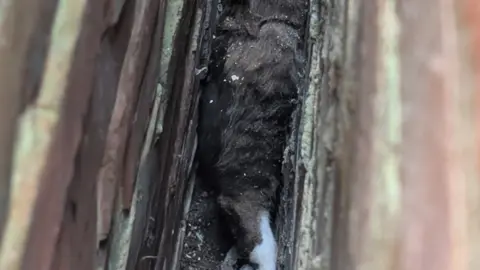 RSPCA A cat wedged in between two brick walls