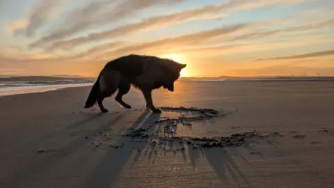 A silhouetted dog scratching at the sand on a beach at sunset, with long shadows and streaked clouds in the sky.