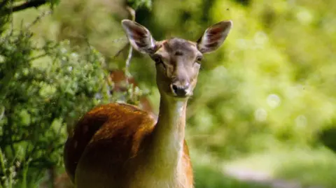 A deer photographed on Cannock Chase. The brown deer is standing in grass and is looking straight ahead.