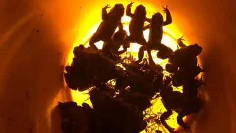 Henley Toad Patrol A view of toads in a bucket.