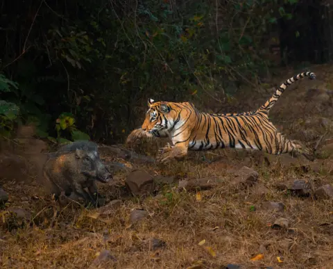 Anirudh Laxmipathy A tigress pounces on a wild boar in the jungle of Kolsa, Tadoba, India