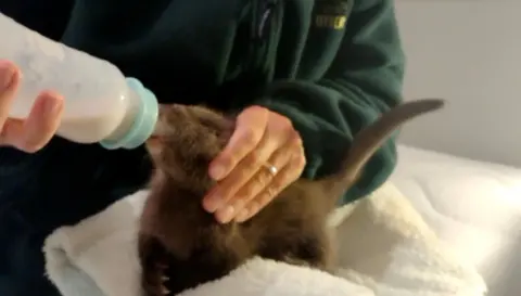 UK Wild Otter Trust An otter cub being fed