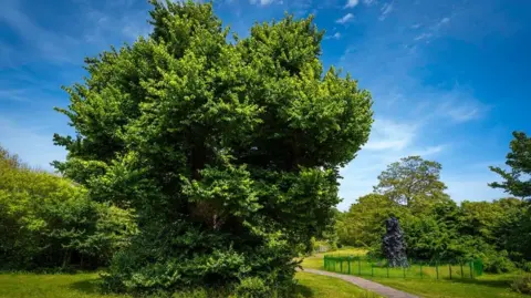 Lee Cooper/Woodland Trust A large tree in a park.