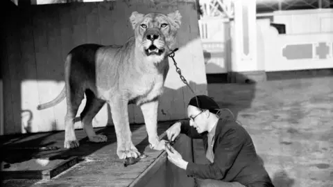 George "Tornado" Smith attends to the claws of his pet lioness Briton. The black and white photo shows the lioness perched on a stage while Tornado Smith is crouched below working on her claws. The lioness is pictured looking in the distance with a chain around her neck.