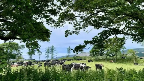 A herd of black and white cows grazing in a field, with tall nettles in the foreground and some trees and a large grey wooden barn in the background. 