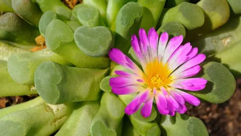 Getty Images Frithia pulchra, tropical succulent plant