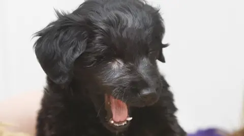 PA Media A small dog with curly black fur yawning.