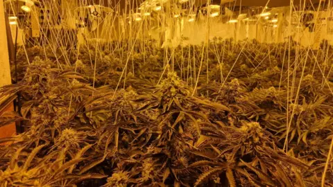 A room full of cannabis plants