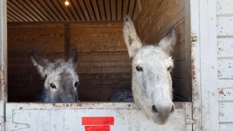 Two donkeys poke their head of a stable. They escaped the Pacific Palisades fire and now enjoy serenades from volunteers.