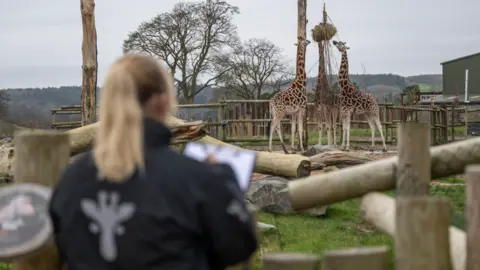 West Midlands Safari Park A keeper stands in front of the giraffe area where three animals are gathered around their food.