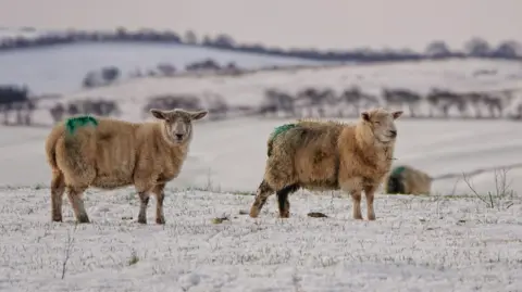 BBCWeatherWatchers/RuthDavies Two sheep in a field 