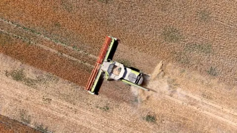 Ant Saddington/BBC A field, with a combine harvester working in the middle, with dust coming up behind it. There are lines in the crop. 