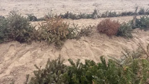 Rows and rows of Christmas trees have been lined up along the sand dunes on Fylde Coast. 
