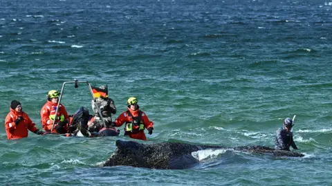 Reuters Rescuers in red uniforms stand near the stranded whale 
