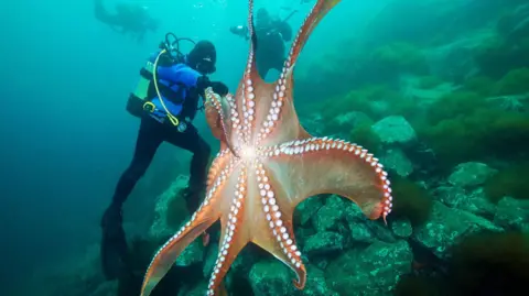 Getty Images A large octopus with outstretched arms showing a series of round tentacles rests on rocks against the backdrop of blue sea. Three divers swim close to the animal.