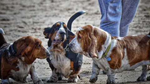 Tracyann & Matthew Wright Two white and brown basset hounds with a white, brown and black basset hound on a sandy beach