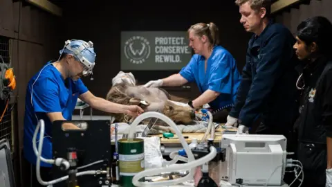 Harding-Lee Media Four surgeons carrying out an operation on a brown bear.