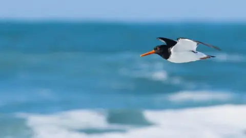 Robert Fowle An oystercatcher - black and white bird with orange beak - in flight with the sea in the background.