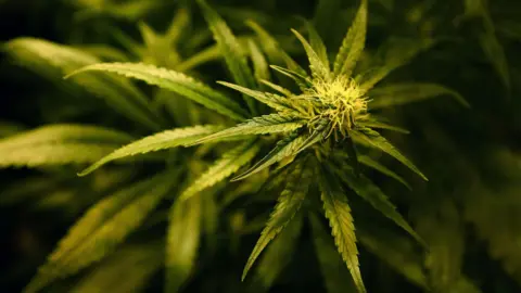 A close-up image of green cannabis plant leaves.