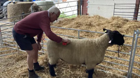 Luke Deal/BBC Mr Cobbald brushes the back of a sheep inside a pen. He is kneeling slightly over the sheep with an orange brush in hand. The pen is filled with straw.