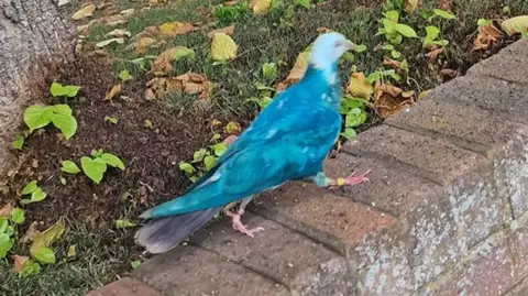 A pigeon with blue feathers walking along a brick wall.