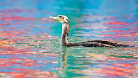 Chris Bale/Guernsey Arts A shag bobbing in the calm sea with colourful reflections on the water