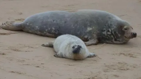 A large grey seal lays next to a small baby seal with white fur. The mother seal is looking at the camera side on, while the baby is looking directly at the photographer.