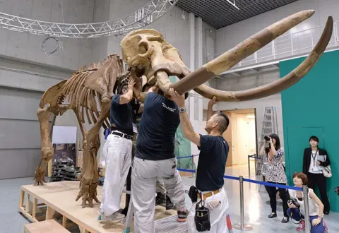 Kazuhiro Nogi/AFP via Getty Men set up the skeleton of a Palaeoloxodon naumanni in a museum. The exhibit is on a wooden plinth and the three men are holding its tusks up while they fix something underneaththe skull, which is above them. Two photographers are taking pictures at one side.