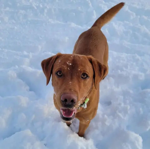 Pennie Stuart Dog in snow