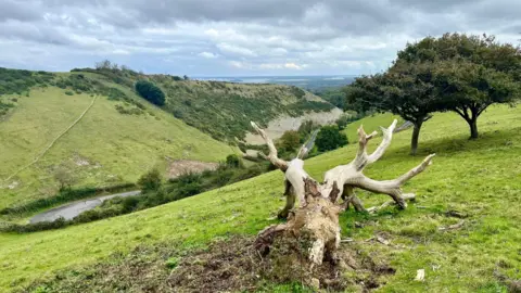 A scene of green hills with a grey sky overhead and a lovely view in the distance. A fallen tree can be seen at the front of the image with other trees behind