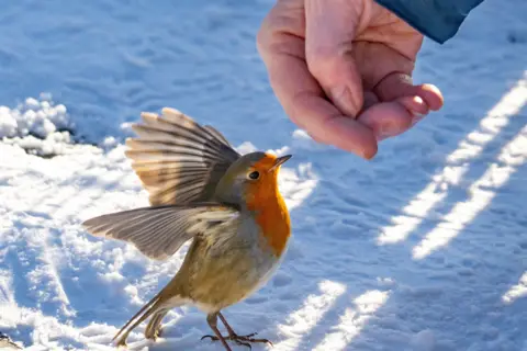 Chris Bell A small robin, sitting on snow-covered grass, and looking curiously up at a human hand (the rest of the person is out of shot)
