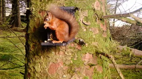 Video camera footage of a red squirrel sitting on a feeder in a tree in a forest in the Yorkshire Dales