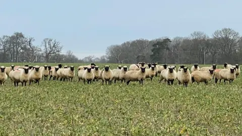 Edd Smith/BBC A flock of sheep outside in a field. 