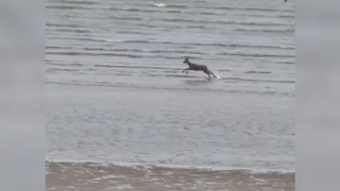 Still from a video showing a deer running through the water on Cleethorpes beach.