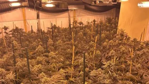 A house packed full of cannabis plants, with special lighting and ventilation hanging above them.